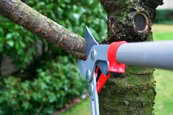 tree services South Royalton